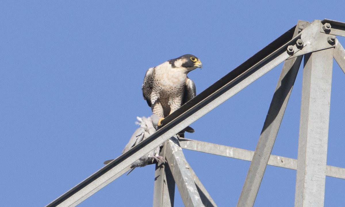 Peregrine Falcon (North American) - ML38975451