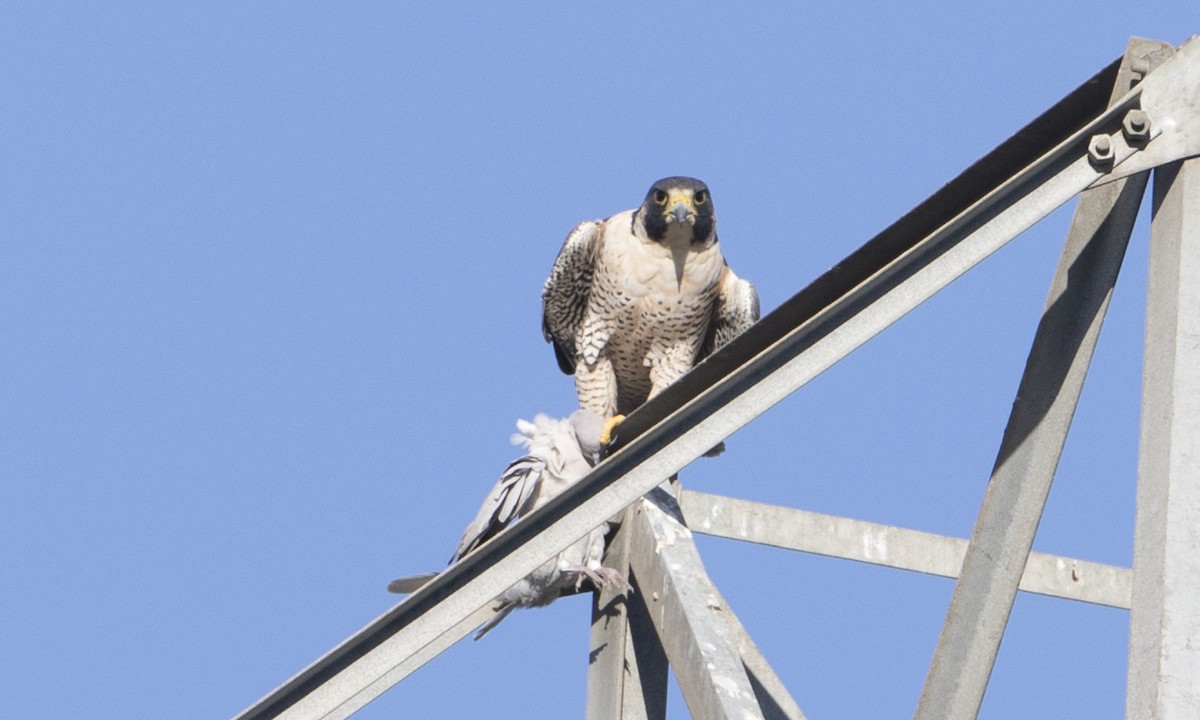 Peregrine Falcon (North American) - ML38975461