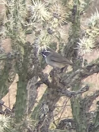 Black-throated Sparrow - ML389758281