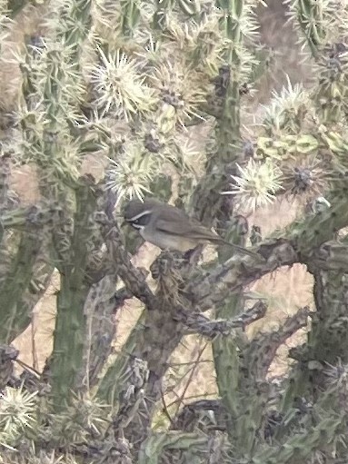 Black-throated Sparrow - ML389758301
