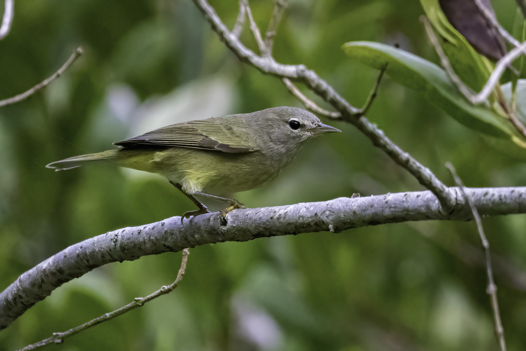 サメズアカアメリカムシクイ Celata Ebird