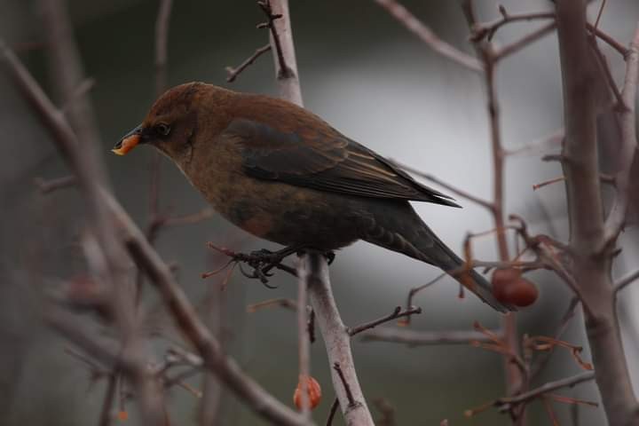Rusty Blackbird - ML389759371