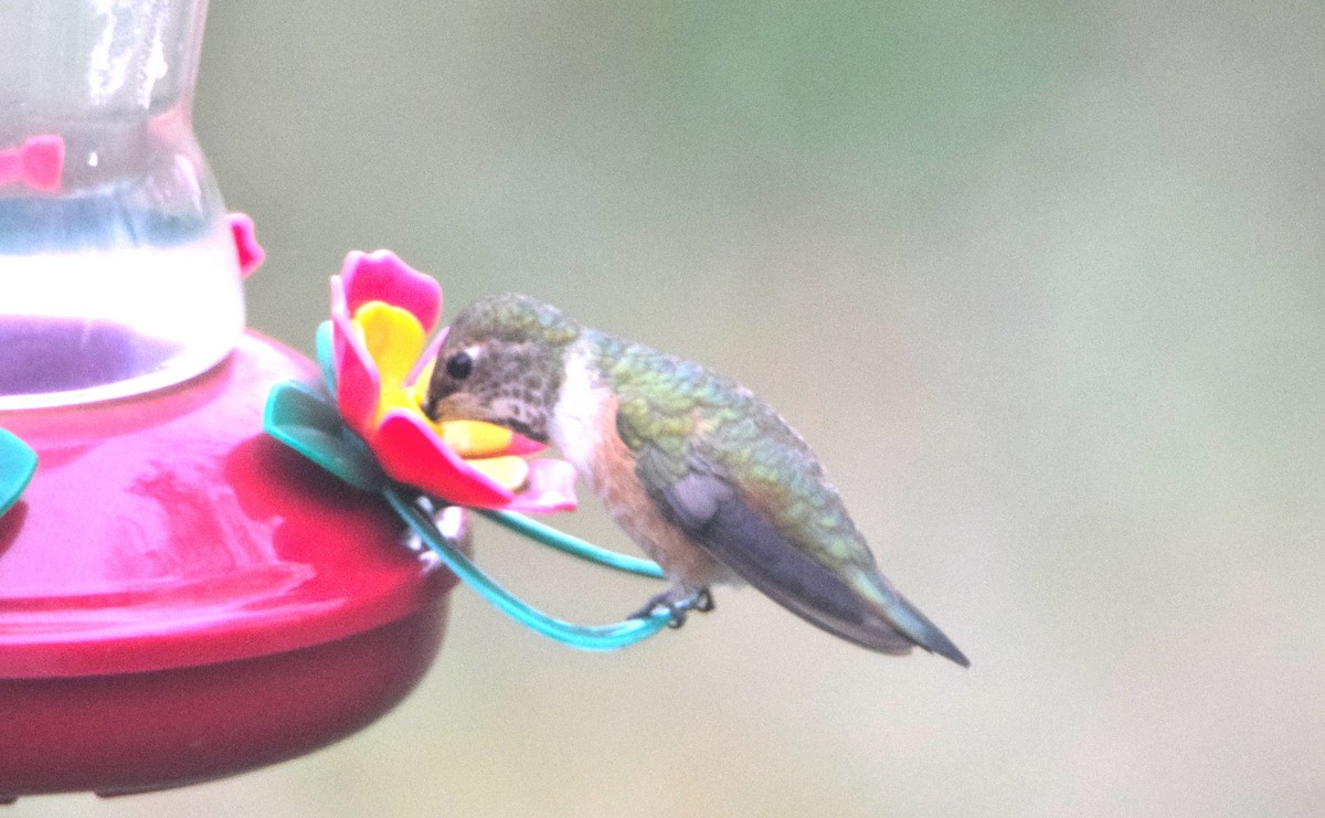 Rufous Hummingbird - ML389763511