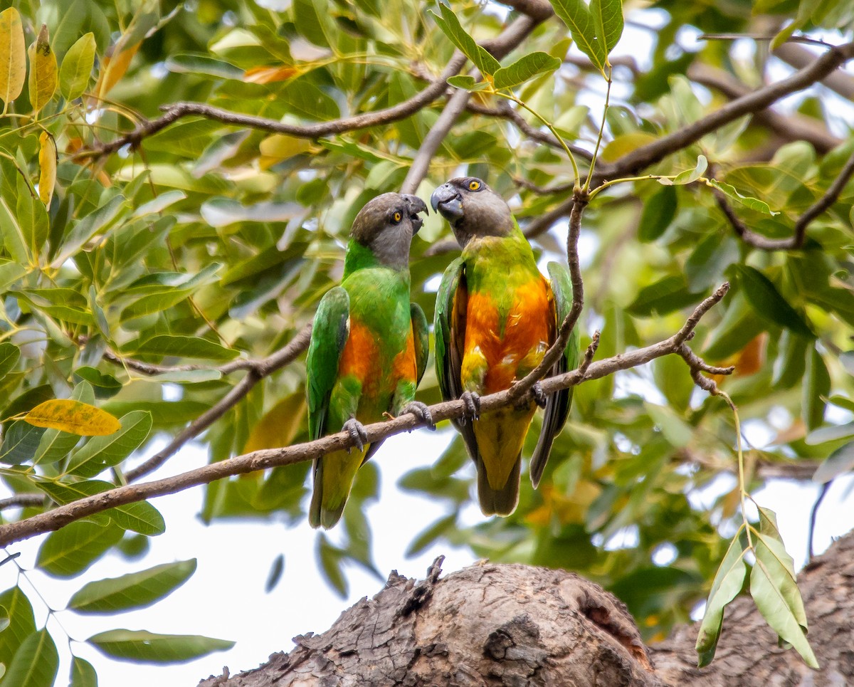 Senegal Parrot - Nick Hobgood