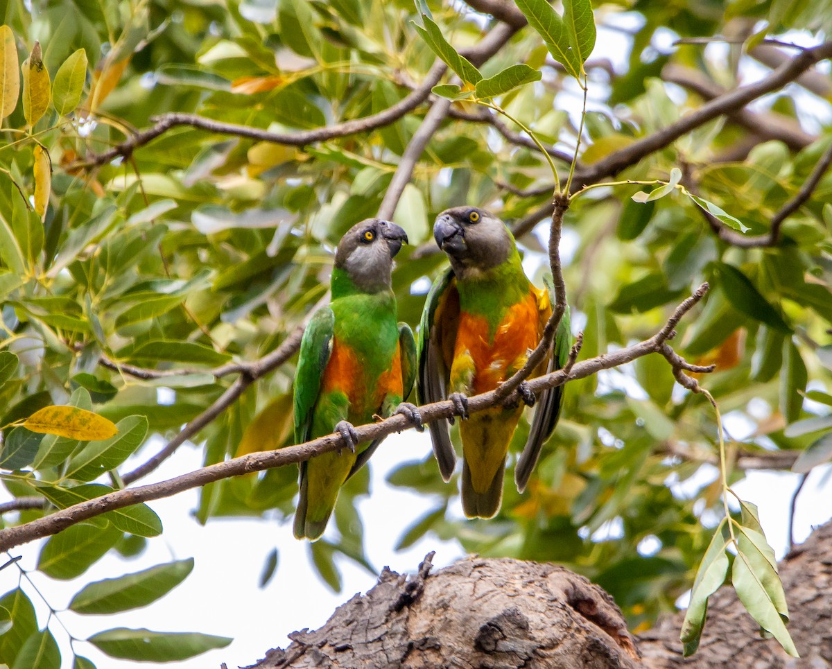 Senegal Parrot - Nick Hobgood