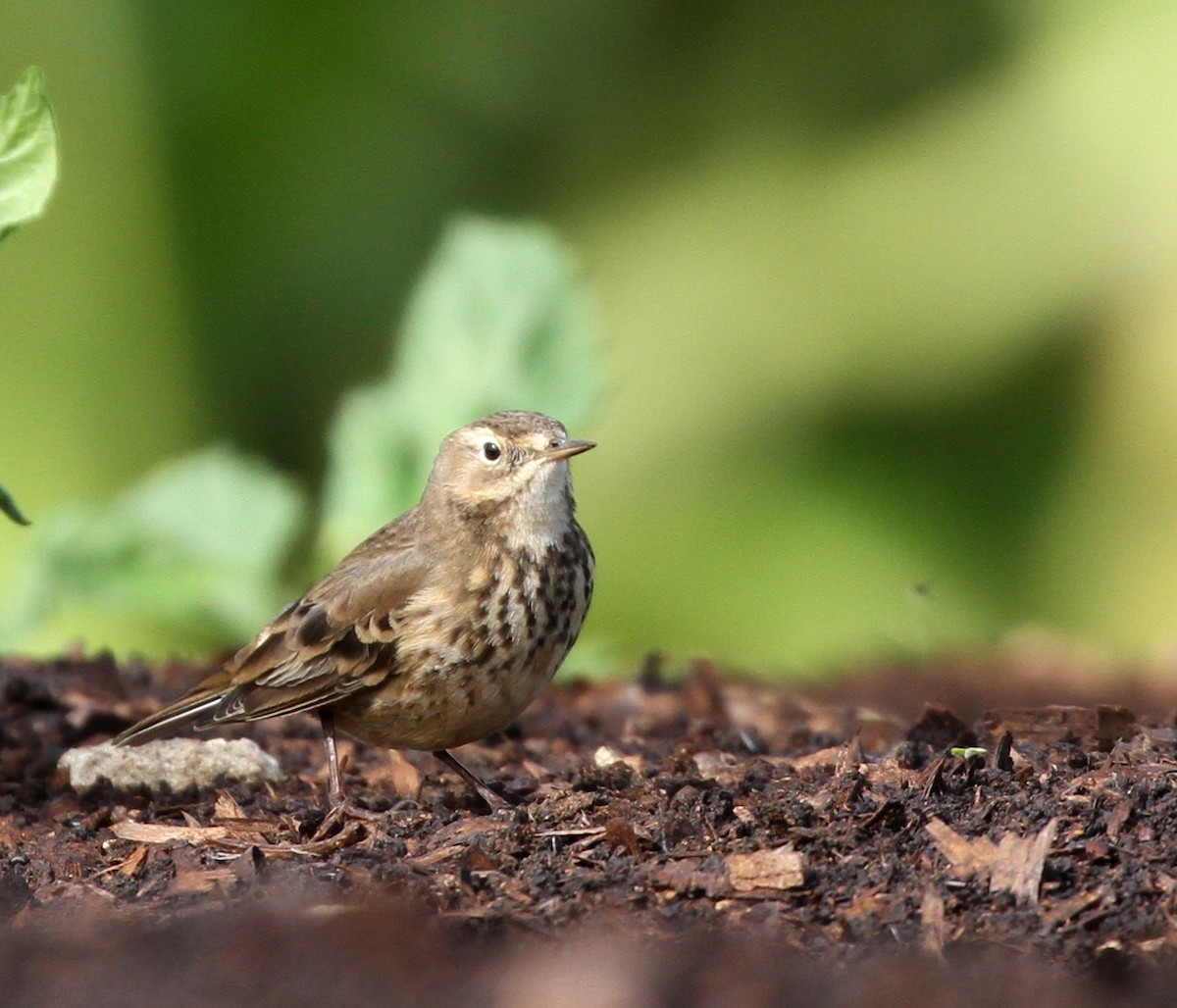 American Pipit - Anthony Levesque