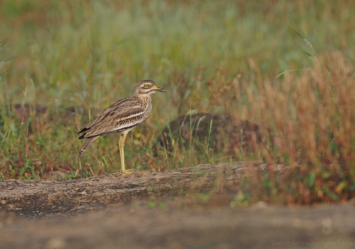 Indian Thick-knee - ML389788151