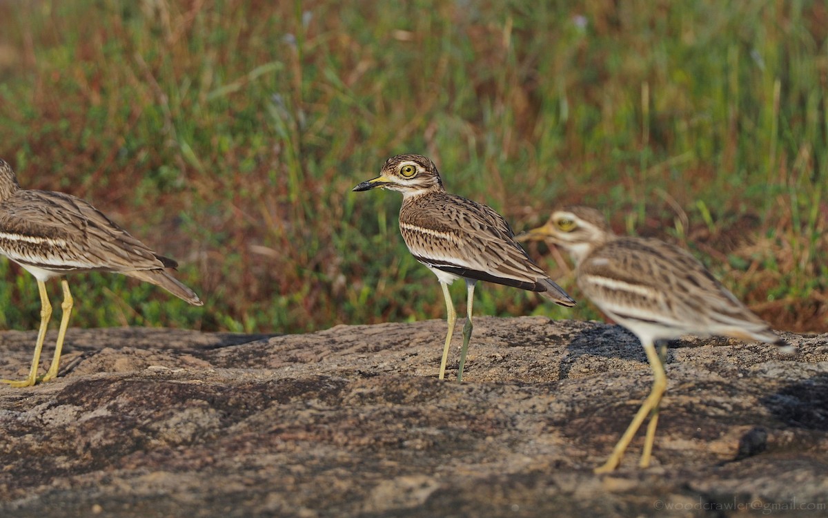 Indian Thick-knee - ML389788201