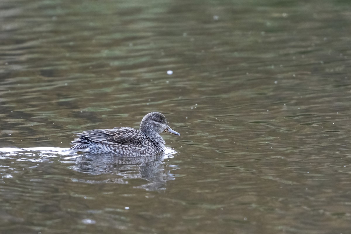 Green-winged Teal - ML389789251