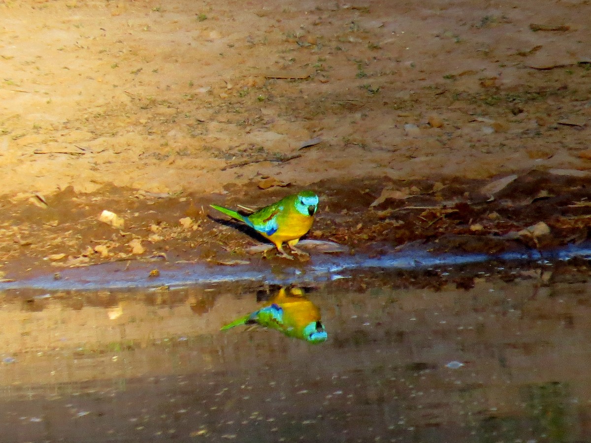 Turquoise Parrot - ML389789951