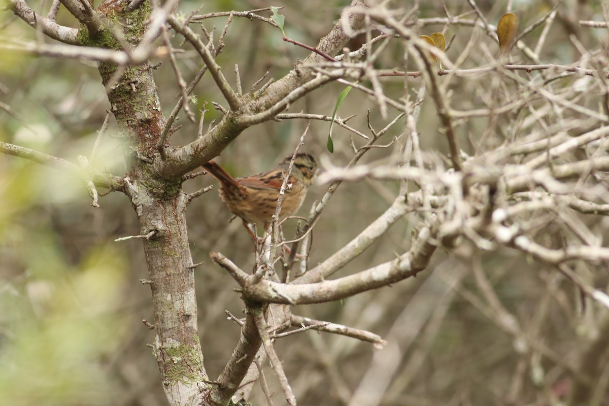Swamp Sparrow - ML389790821