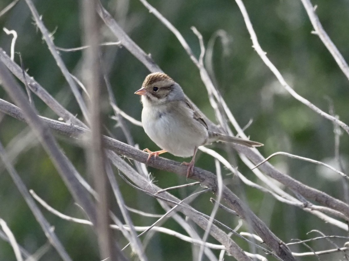 Clay-colored Sparrow - Yve Morrell