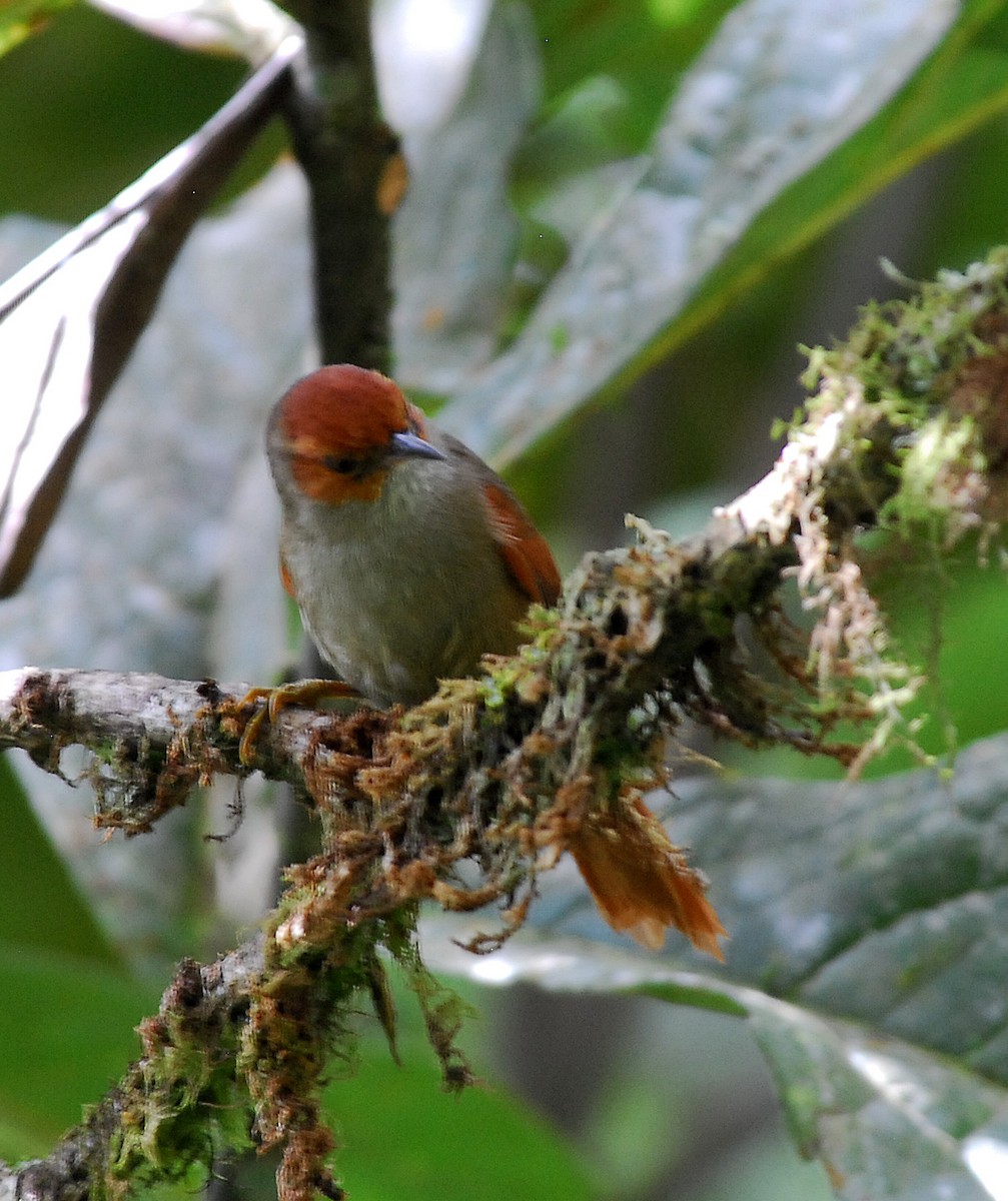 Red-faced Spinetail - ML389796781