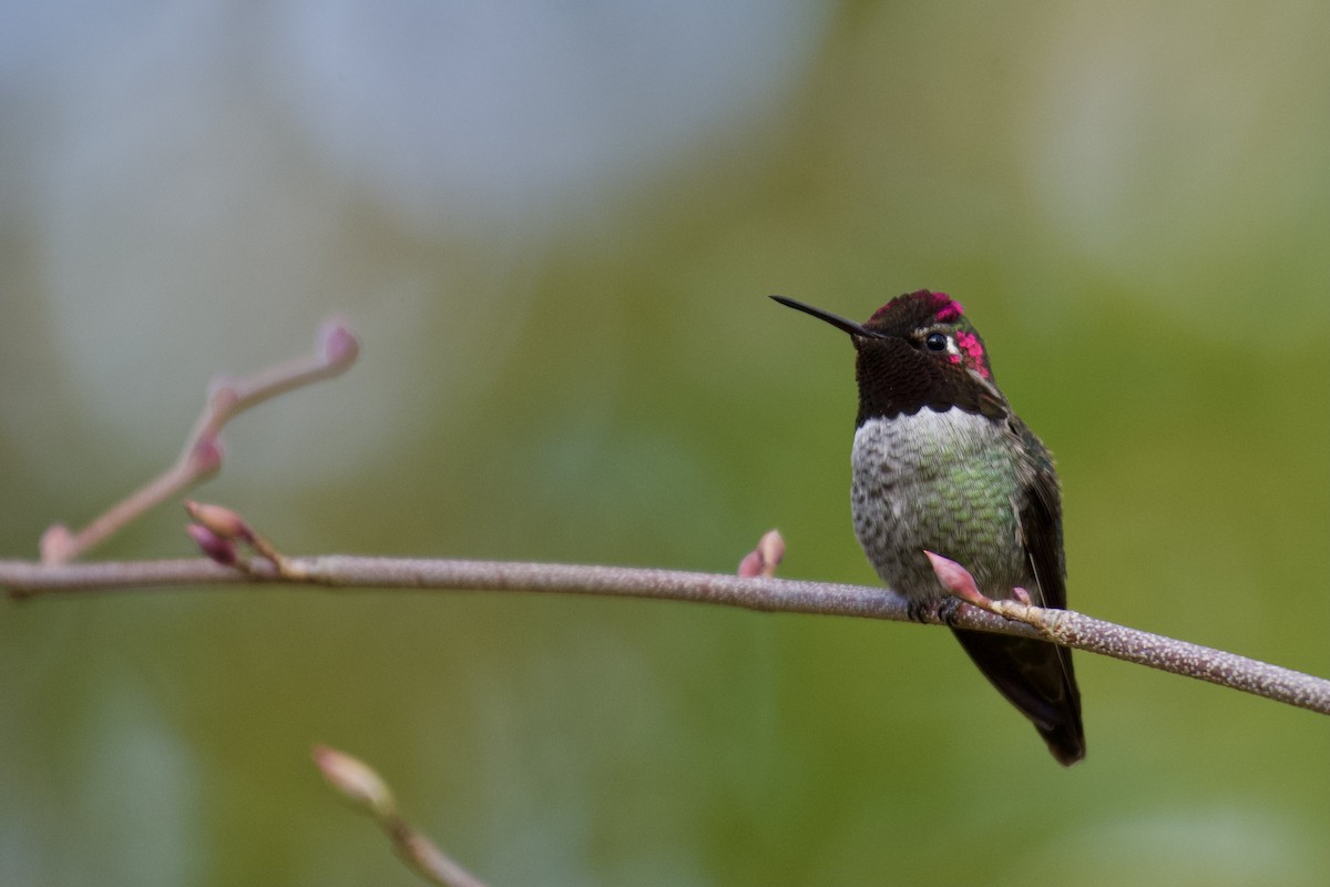 Anna's Hummingbird - Neil Pankey