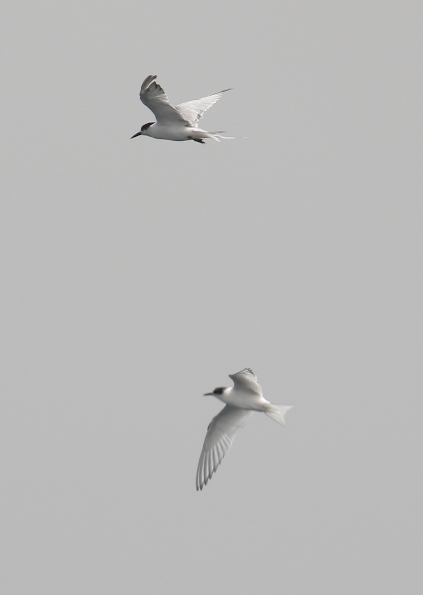 Arctic Tern - Marshall Iliff