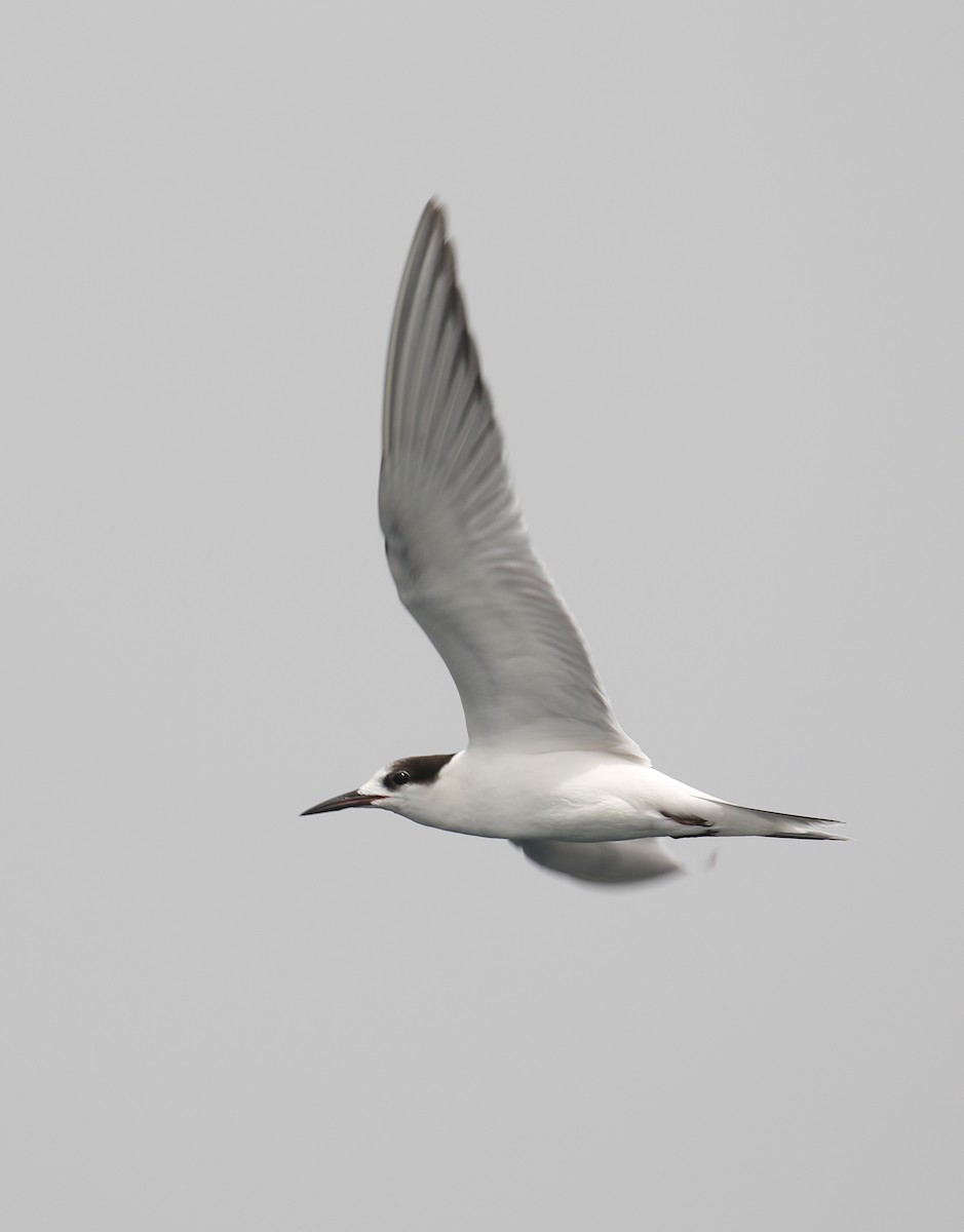 Common Tern - Marshall Iliff