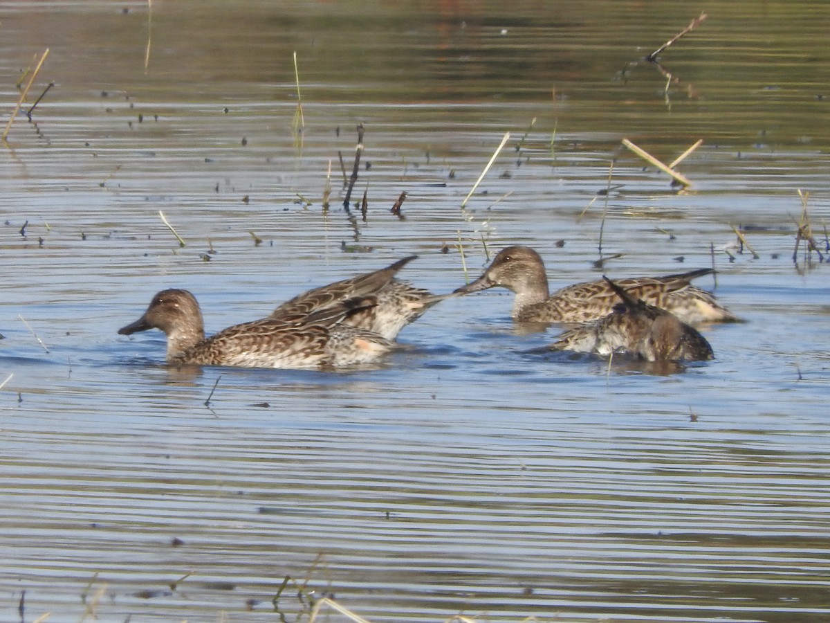 Green-winged Teal - ML389811091