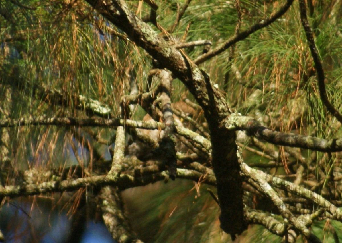 eBird Checklist - 21 Nov 2021 - Parque Ecológico Metropolitano Kanajuyú ...