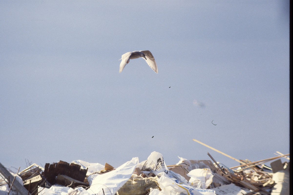 Iceland Gull (Thayer's) - David Lambeth