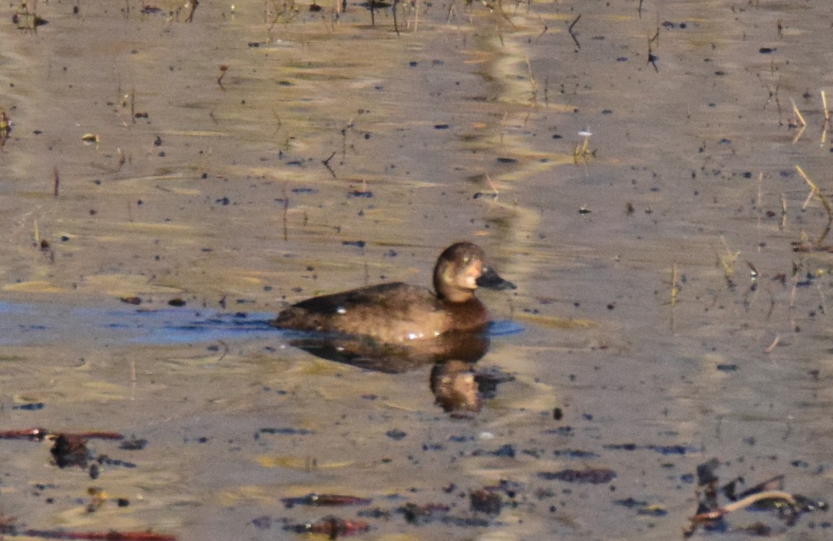 Greater Scaup - ML389820521