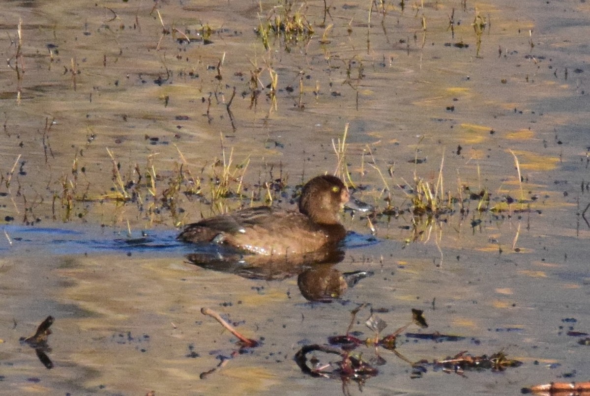 Greater Scaup - ML389820541
