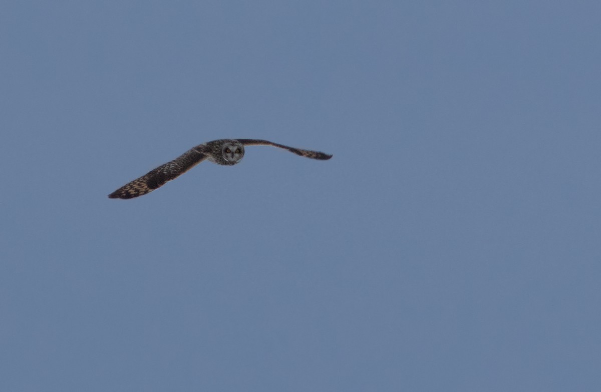 Short-eared Owl - ML38982061