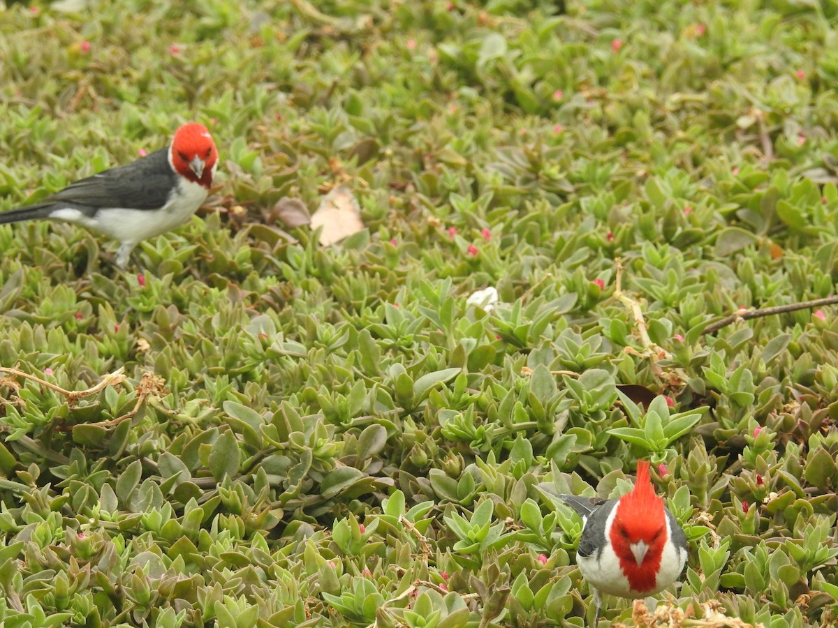 Red-crested Cardinal - ML389828551