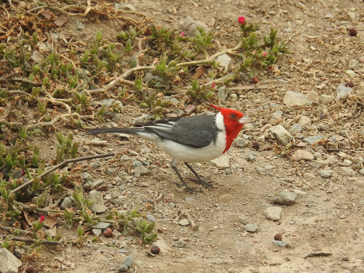 Red-crested Cardinal - ML389828561