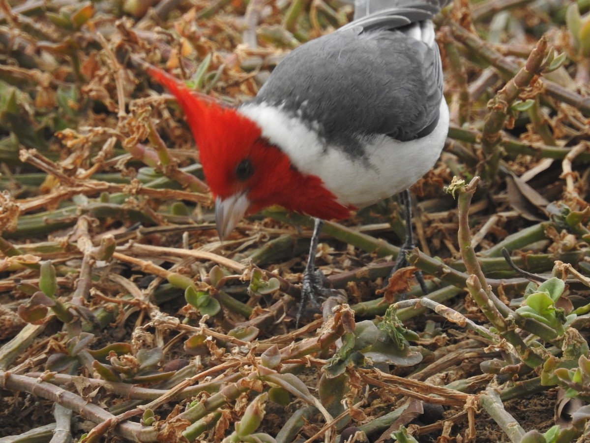 Red-crested Cardinal - ML389828621