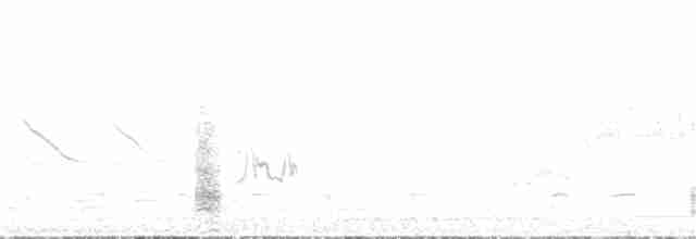 karančo jižní (ssp. plancus) - ML389832061