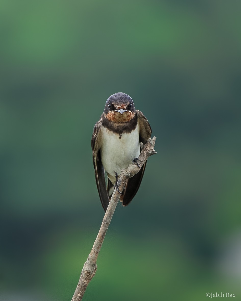 Barn Swallow - ML389836001