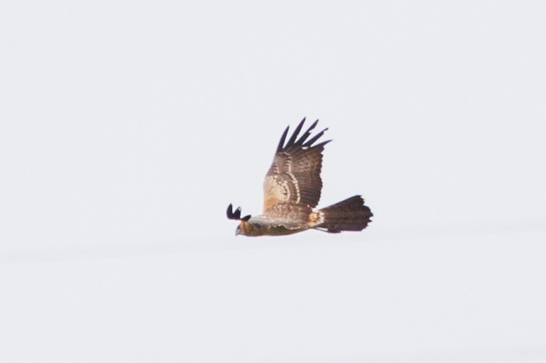 Spotted Harrier - ML389842841