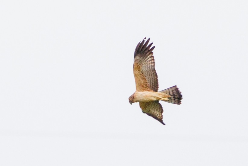 Spotted Harrier - ML389842851