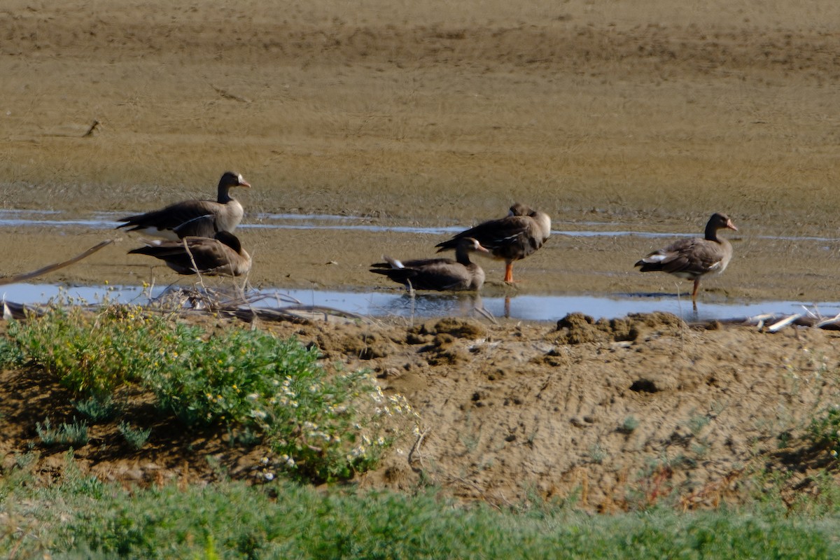Greater White-fronted Goose (Western) - ML389844201