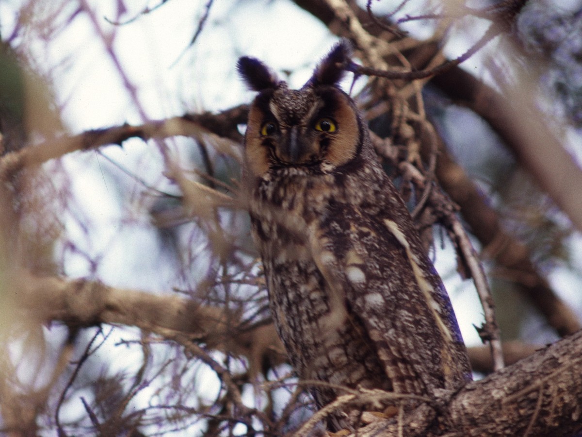 Long-eared Owl - ML389847531