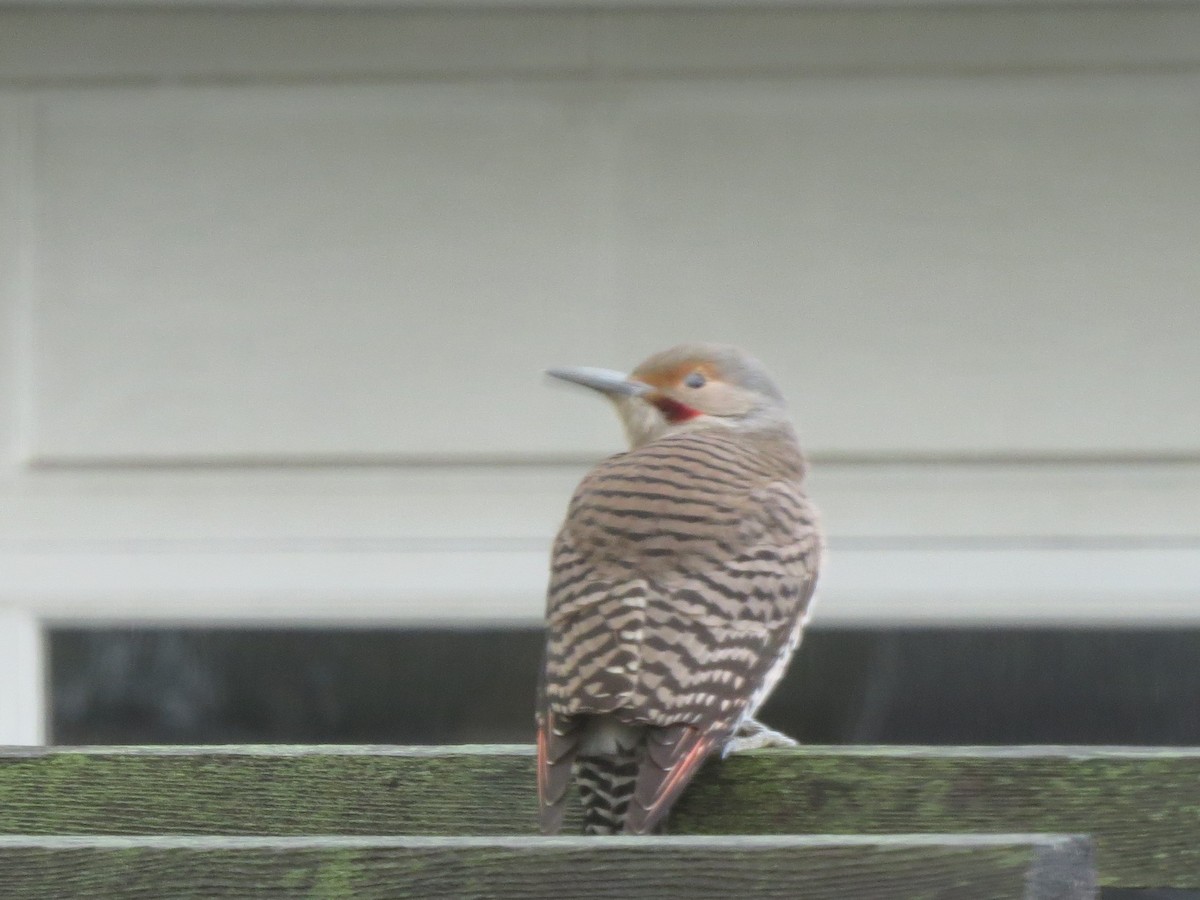 Northern Flicker (Yellow-shafted x Red-shafted) - ML389847861