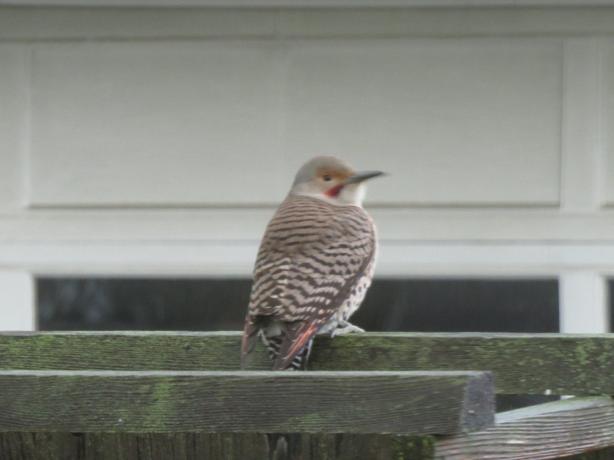 Northern Flicker (Yellow-shafted x Red-shafted) - ML389847901