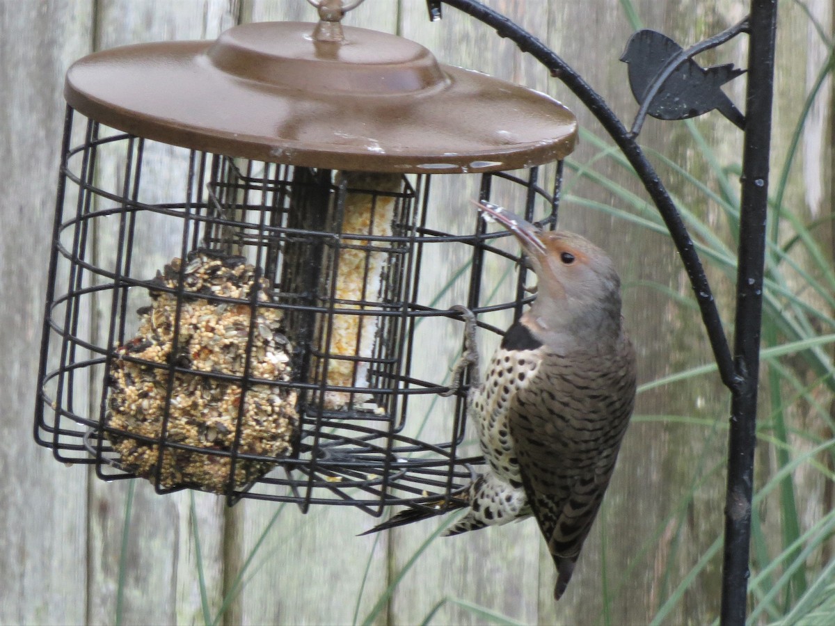 Northern Flicker (Yellow-shafted x Red-shafted) - ML389847911