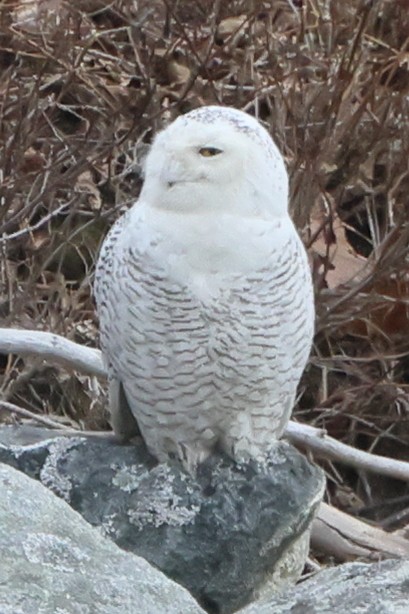 Snowy Owl - ML389850181