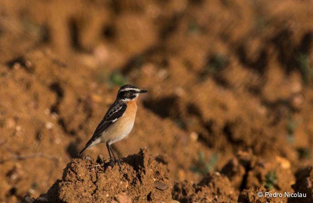 Whinchat - ML38985121