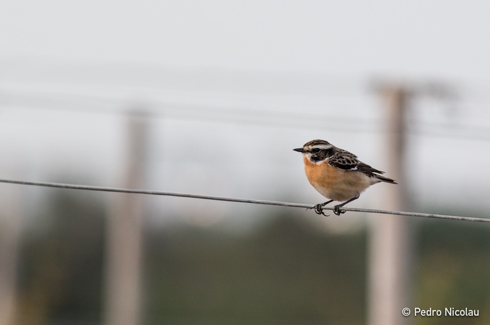 Whinchat - ML38985141
