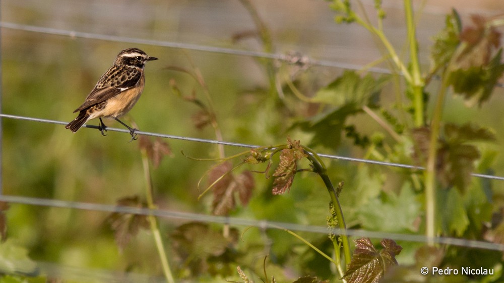 Whinchat - ML38985151