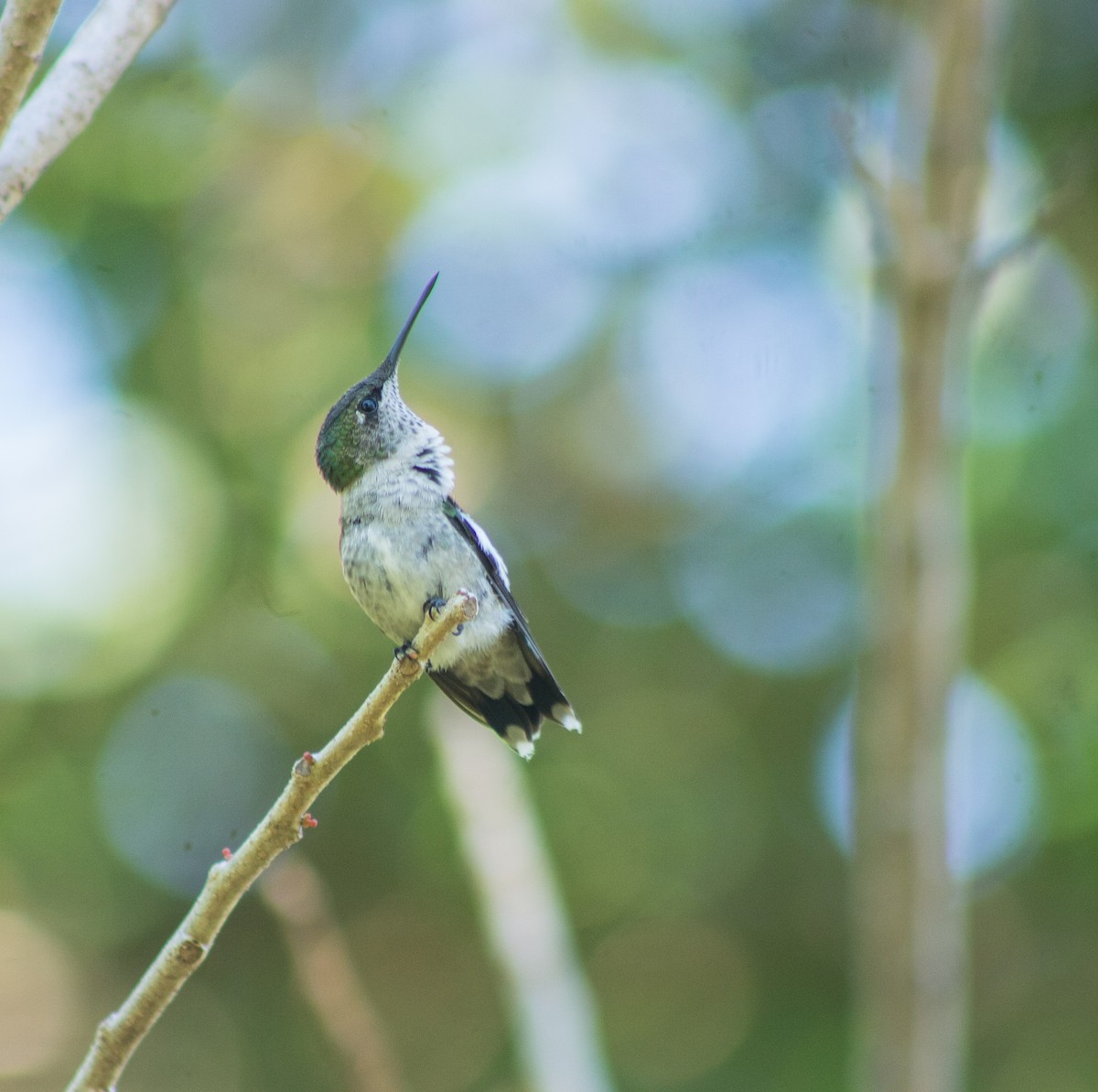 Ruby-throated Hummingbird - Adalberto Gonzalez