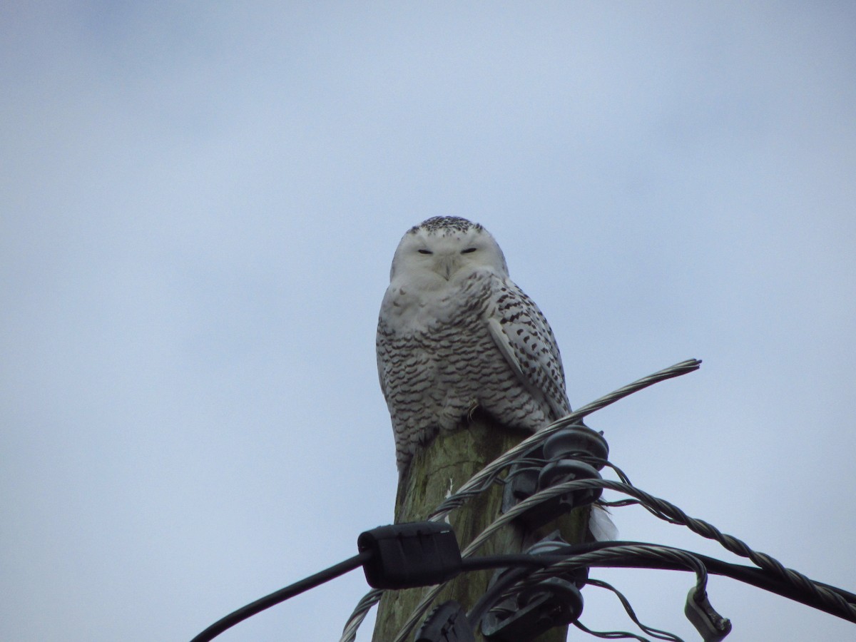Snowy Owl - ML389858931