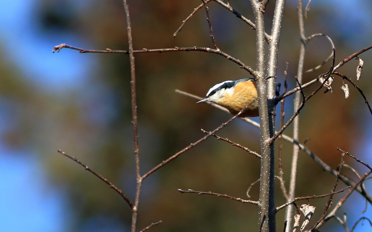 Red-breasted Nuthatch - ML389859091