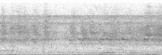 Kısa Kuyruklu Küçük Tiran - ML38986