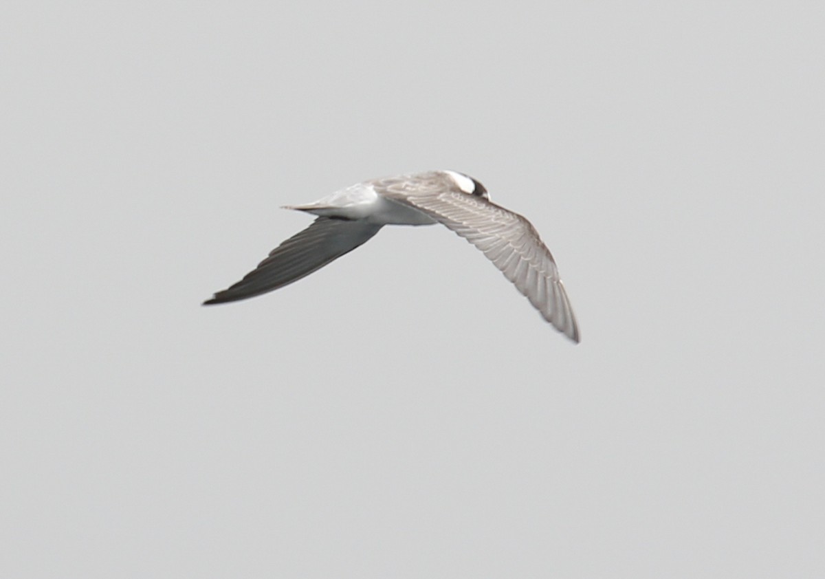 Black Tern (Eurasian) - Marshall Iliff