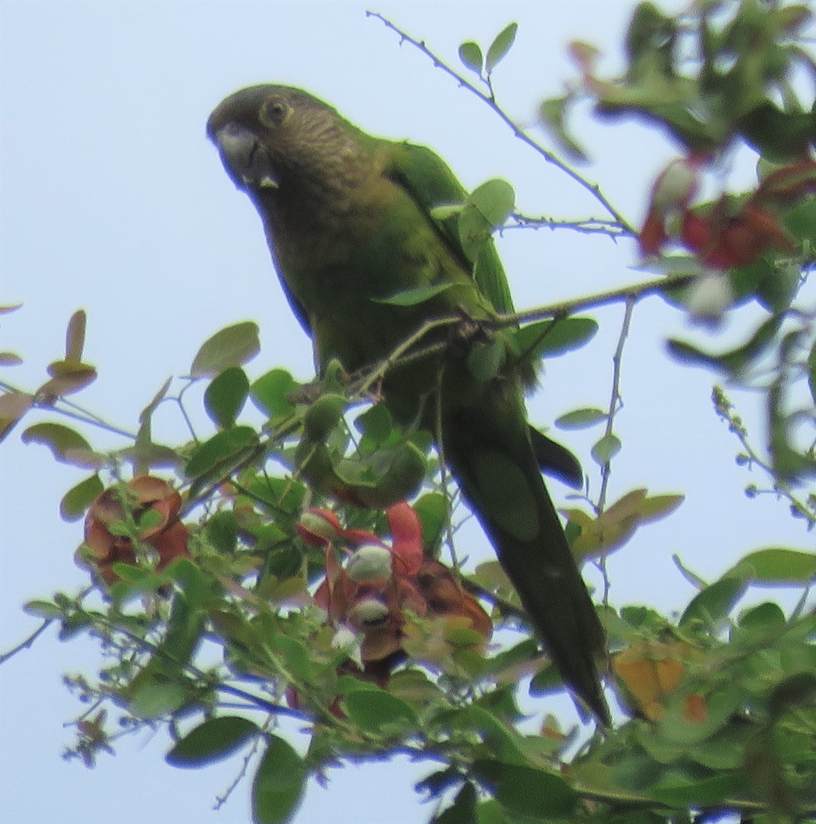 Brown-throated Parakeet - ML389867071