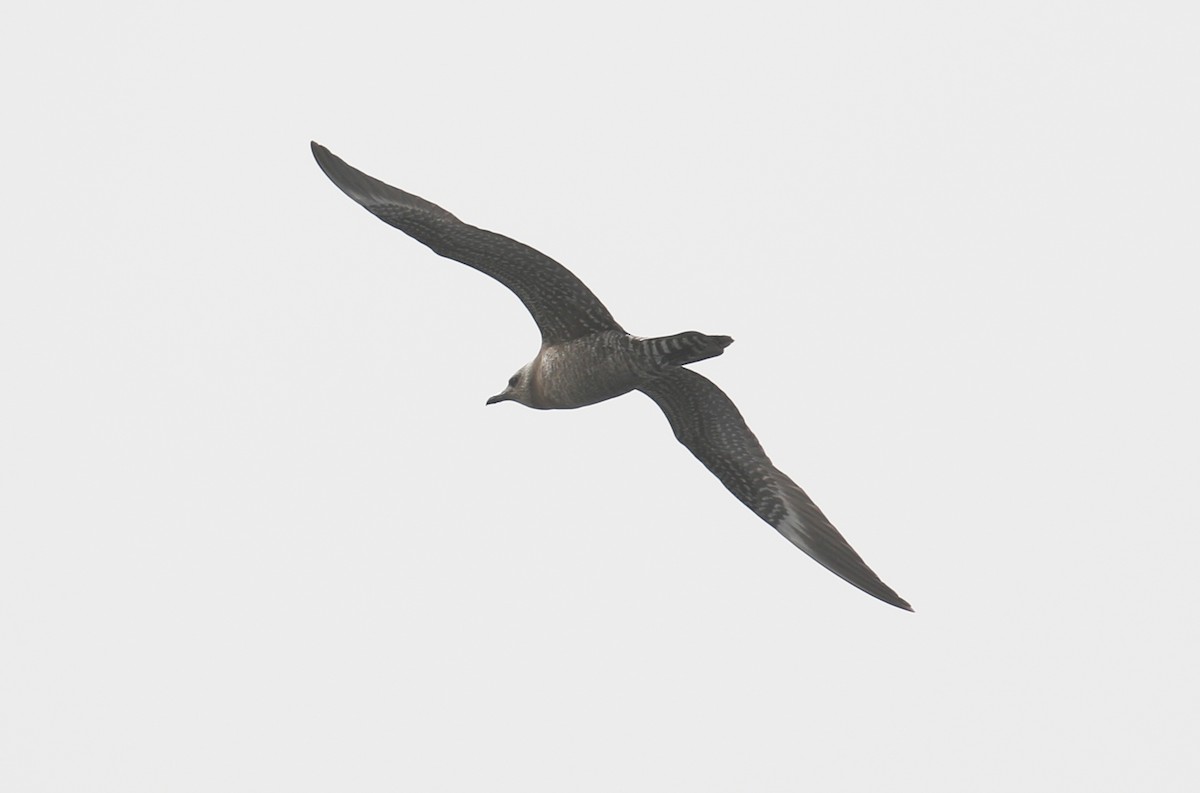 Long-tailed Jaeger - ML38986741