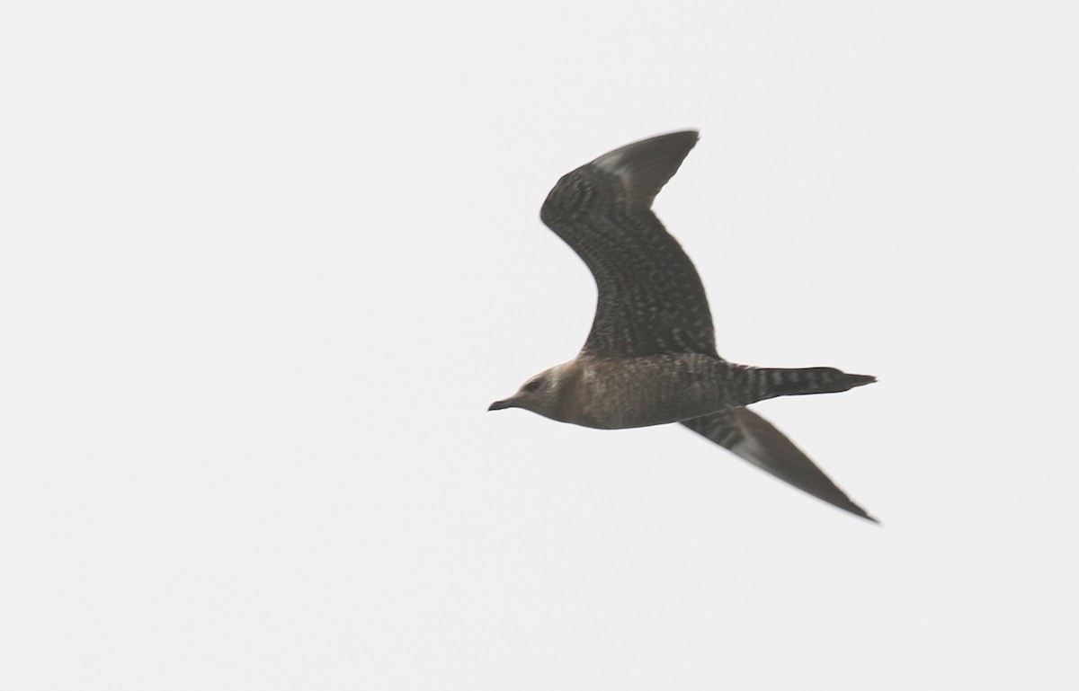 Long-tailed Jaeger - ML38986751